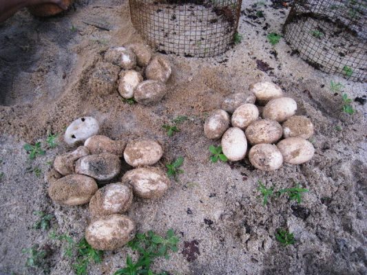 The eggs that had gone bad due to an unexpected flooding in March 2011 