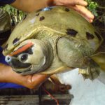 Male painted terrapin