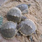 River terrapin hatchlings