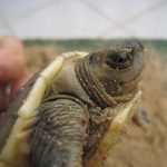 River terrapin hatchling