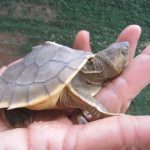 River terrapin hatchling