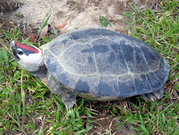 A male painted terrapin photographed by the Setiu River. Photo credit: P.N. Chen.