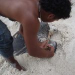 Tagging a sea turtle