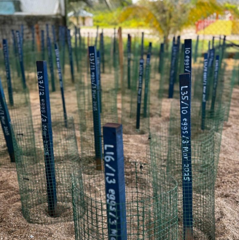 Adopt A Nest - Image 1