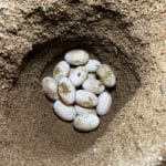 Adopt A Nest - Image 2