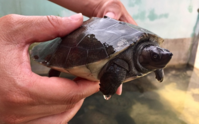 Conservation project that rescues endangered river terrapins