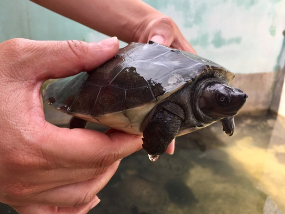 River terrapin held in hands