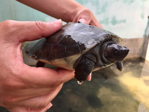 Conservation project that rescues endangered river terrapins