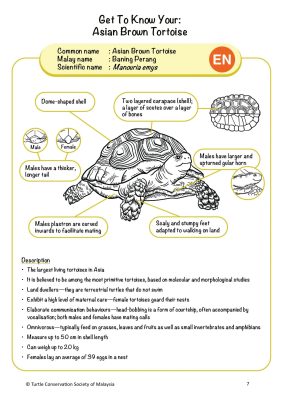 Turbo the Tortoise (PDF) - Image 4