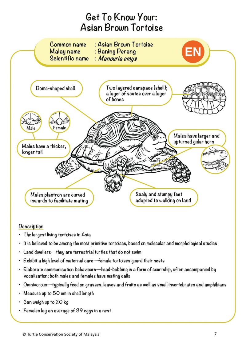 Turbo the Tortoise (PDF) - Image 4
