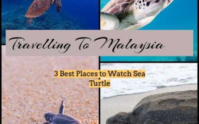 Travel to Malaysia: 3 best places to watch sea turtles
