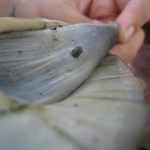 Ejection of microchip 3 Ejection of microchip 3