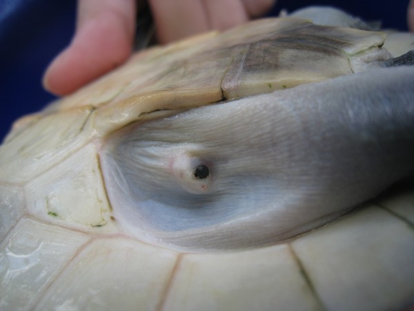 Ejection of microchip 2