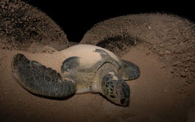 Where do turtles lay their eggs?