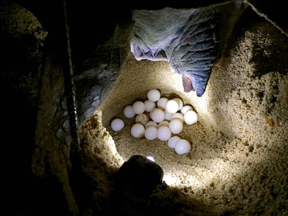 Nesting green turtle by Lim Wei Li