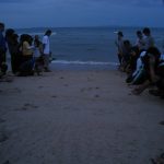 Hatchling releases take place just down the road from our place in Mangkok