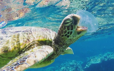 How do sea turtles eat jellyfish without getting stung?