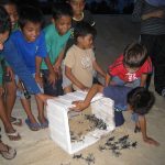 It was their first time, touching and releasing green turtle hatchlings