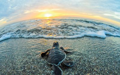 How does climate change threaten sea turtles?