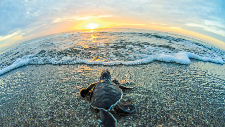 Sea turtle hatchling going into the sea