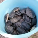 Terrapins ready to be released